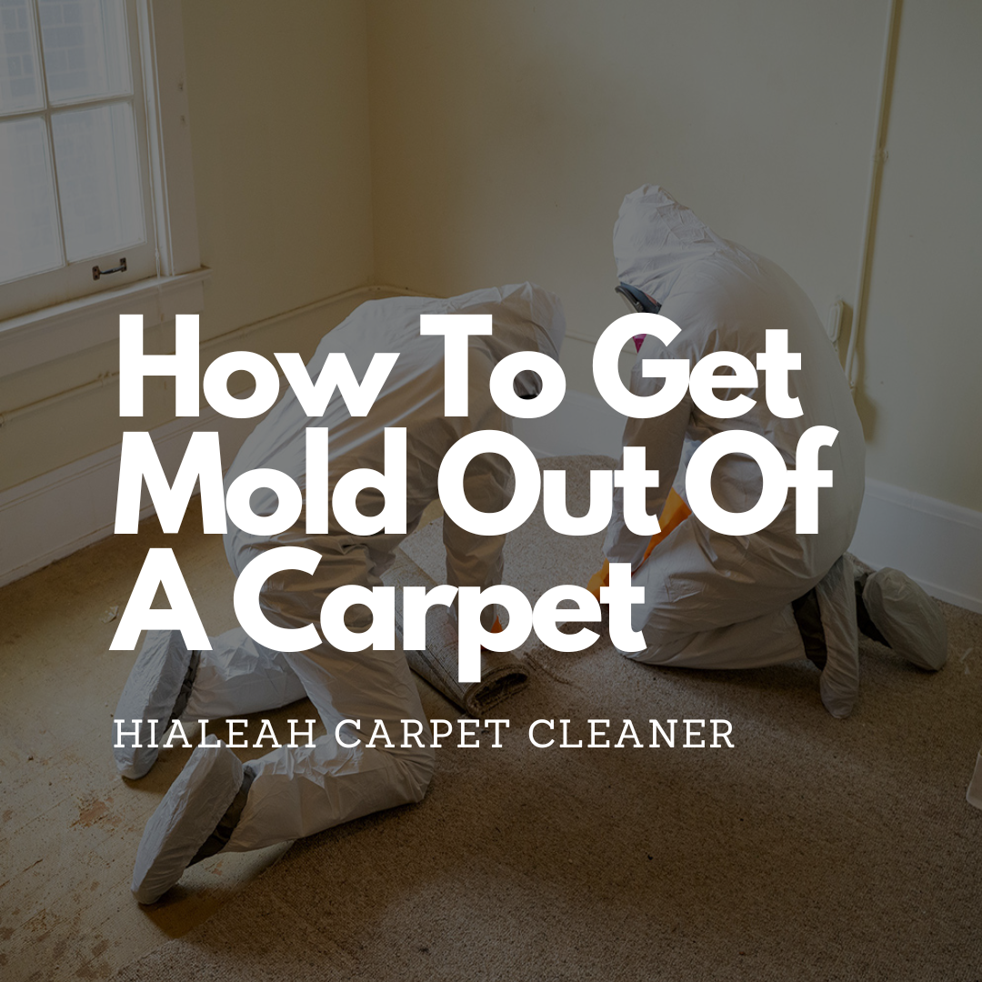 how-to-get-mold-out-of-a-carpet